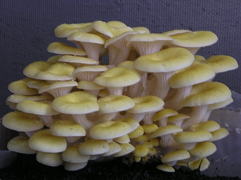 Se l''habitat naturale non risponde...........